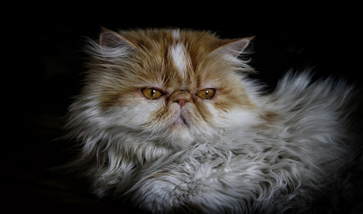 Perzsa macska: macskaeledel és fajta portré